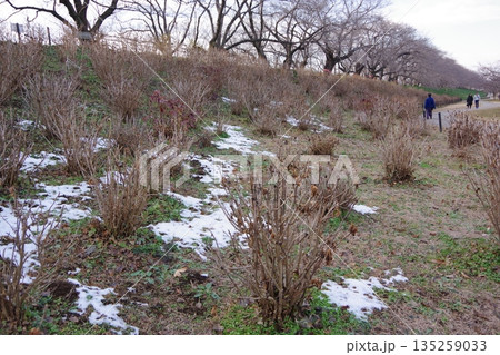 降った雪が解けずに残る公園 降った雪が解けずに残る公園 135259033