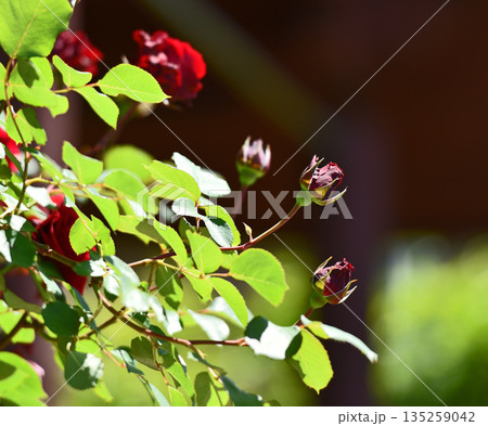 Blooming red roses in garden. Blooming red roses in garden. 135259042