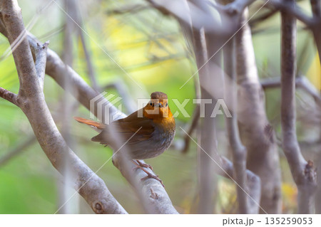 茂みの中であたりの様子を伺っているコマドリ 135259053