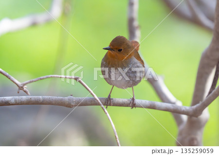 茂みの中であたりの様子を伺っているコマドリ 茂みの中であたりの様子を伺っているコマドリ 135259059