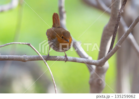 茂みの中であたりの様子を伺っているコマドリ 135259062