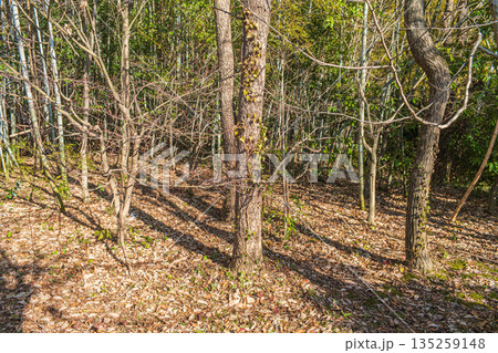 冬枯れの雑木林　奈良県明日香村 135259148