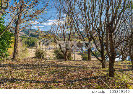 冬枯れの雑木林　奈良県明日香村 135259149