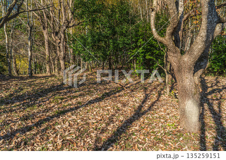 冬枯れの雑木林　奈良県明日香村 135259151