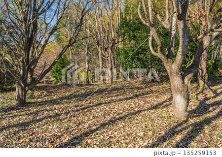 冬枯れの雑木林　奈良県明日香村 135259153