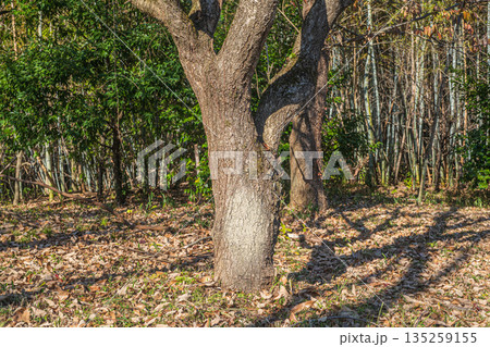 冬枯れの雑木林　奈良県明日香村 135259155
