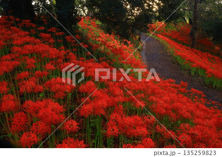 宮城県大崎市　満開の彼岸花 135259823