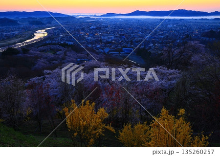 朝日に染まる街と満開の桜 朝日に染まる街と満開の桜 135260257