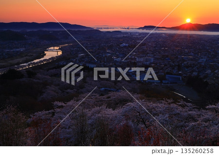 朝日に染まる街と満開の桜 135260258