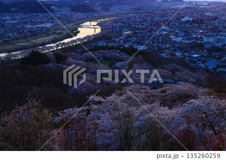 朝日に染まる街と満開の桜 135260259