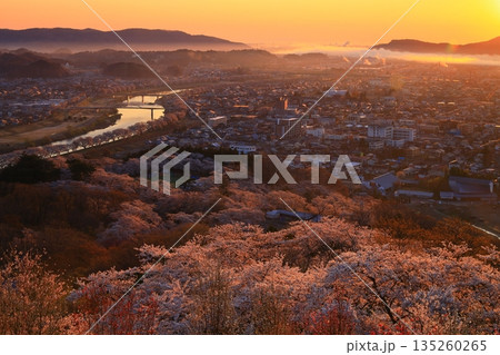 朝日に染まる街と満開の桜 朝日に染まる街と満開の桜 135260265