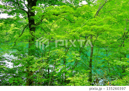 小谷村　鎌池 135260397