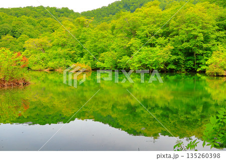 小谷村　鎌池 135260398