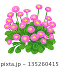 手描きのデイジーの花のイラスト 135260415