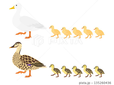 アヒルの親子のセット アヒルの親子のセット 135260436