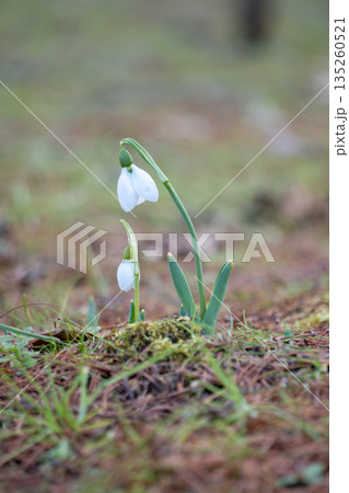 可憐なスノードロップ　富山県中央植物園 135260521