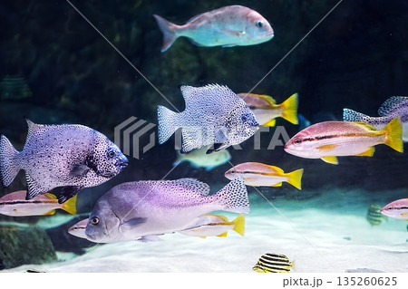 水族館の風景 水族館の風景 135260625
