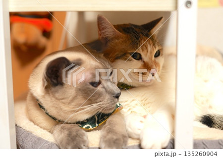寄り添ってくつろぐ二匹の猫 135260904