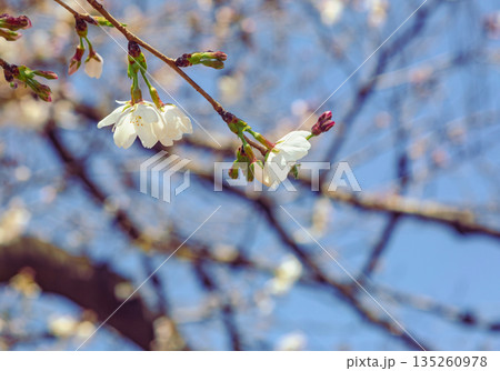 青空に映えるソメイヨシノ 135260978