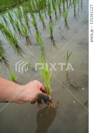 various various 135261127