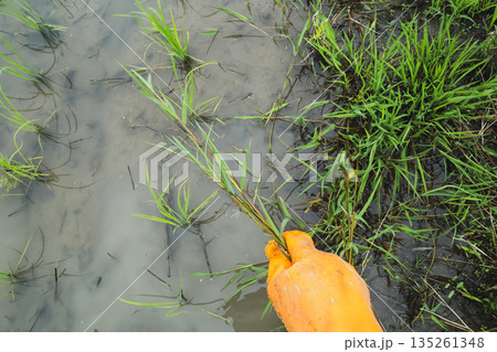 various various 135261348