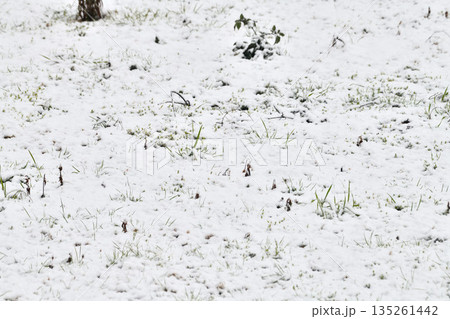 南国九州長崎の雪景色 南国九州長崎の雪景色 135261442