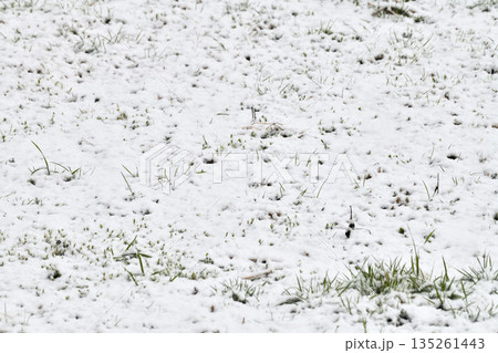 南国九州長崎の雪景色 南国九州長崎の雪景色 135261443