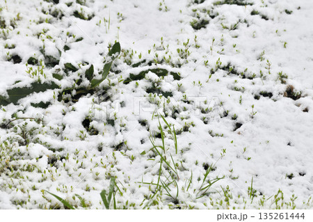 南国九州長崎の雪景色 南国九州長崎の雪景色 135261444