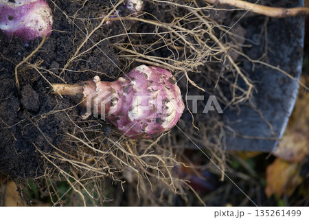 Freshly harvested Jerusalem artichoke tuber with roots and soil Freshly harvested Jerusalem artichoke tuber with roots and soil 135261499