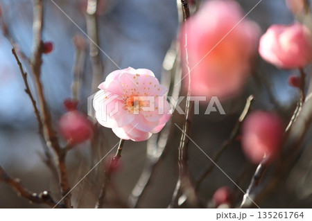 日光を浴びた早春の梅の花 135261764
