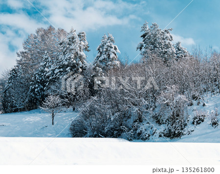 吹雪のあと新雪が積もった木々と青空 吹雪のあと新雪が積もった木々と青空 135261800