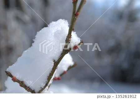 雪が積もった梅の花の蕾 雪が積もった梅の花の蕾 135261912
