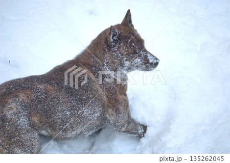 雪の中で遊ぶ犬 雪の中で遊ぶ犬 135262045