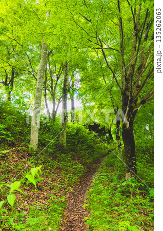 新緑の巴淵 新緑の巴淵 135262063