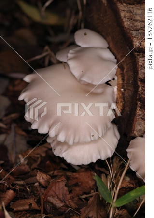 自然　茸　ウスヒラタケ、九月の雑木林で。傘の大きさは八センチほど、梅雨頃から初秋にかけて現れます 135262116