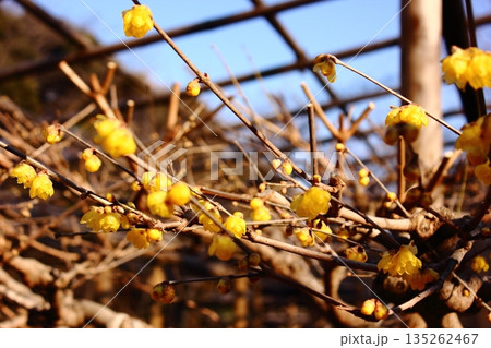 2026年1月に上野のぼたん苑に咲いたロウバイ 135262467