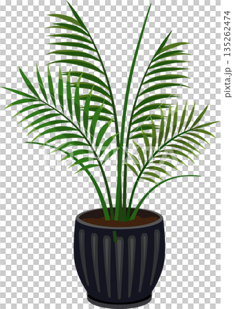 盆栽棕櫚樹 盆栽棕櫚樹 135262474