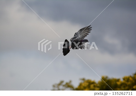 羽ばたく鳩 135262711