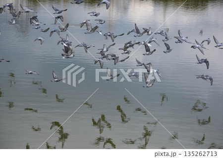 羽ばたく鳩の群れ 135262713