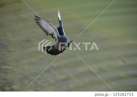 羽ばたく鳩 135262715