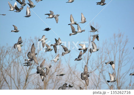 羽ばたく鳩の群れ 135262716