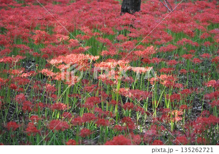 光に照らされる彼岸花の群生 秋の自然風景 光に照らされる彼岸花の群生 秋の自然風景 135262721