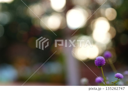 やわらかな光に映える千日紅の花 135262747