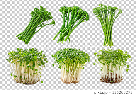 Curly cress plant isolated on a white transparent background. Watercress healthy dishes and fresh salad 135263273