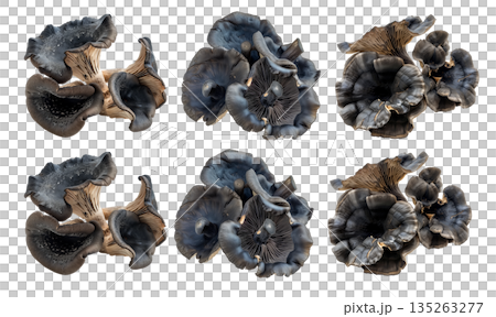 Closeup of Black trumpet mushroom, isolated on a white transparent background. Concept of nature and fungi Closeup of Black trumpet mushroom, isolated on a white transparent background. Concept of nature and fungi 135263277