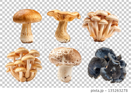 Brown cap Beech mushroom with a white stem is isolated on a white background 135263278