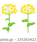 手描きのシンプルな菜の花のイラスト 135263422