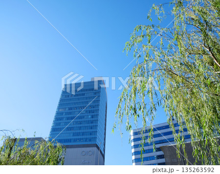 西銀座通りから見る新緑と高層ビルの風景 西銀座通りから見る新緑と高層ビルの風景 135263592