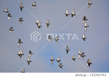 羽ばたく鳩の群れ 羽ばたく鳩の群れ 135263741