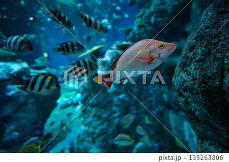 高知県　水族館の水槽の中で熱帯魚たちと一緒に泳ぐヒメフエダイ 135263806